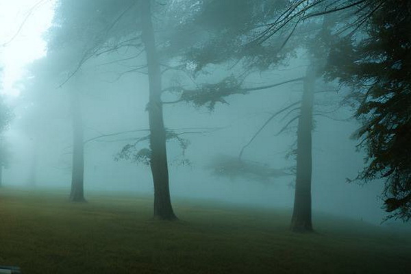 Фотография квеста «Загадочный лес»